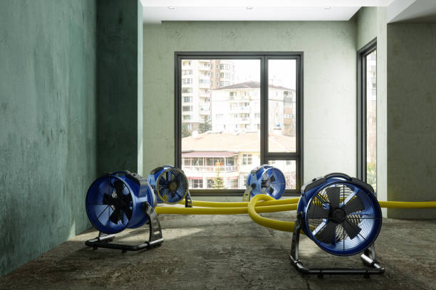 Best Mold removal after water damage  in Cypress, CA